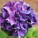 My favorite Bloom.. Purple Hydrangea ... my garden   6-2020