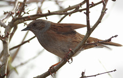 EOS 90D Peter Harriman 12 38 14 57303 dunnock2 dpp