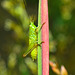 EF7A4146 Grasshopper