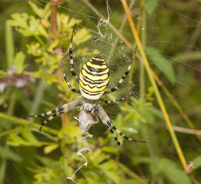 IMG 0079 Wasp Spider