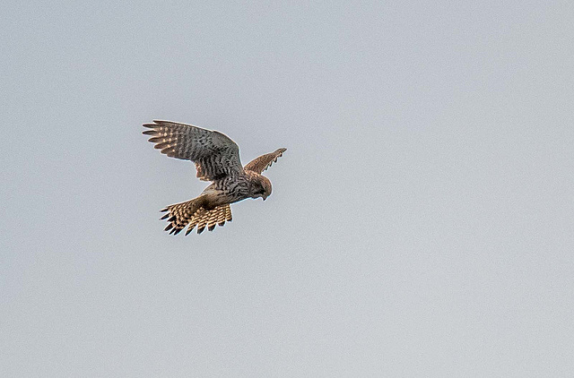 Kestrel