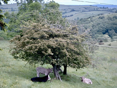 South along the Cefns on the Shropshire Way