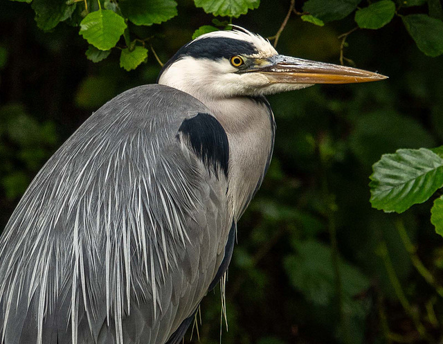 Grey heron