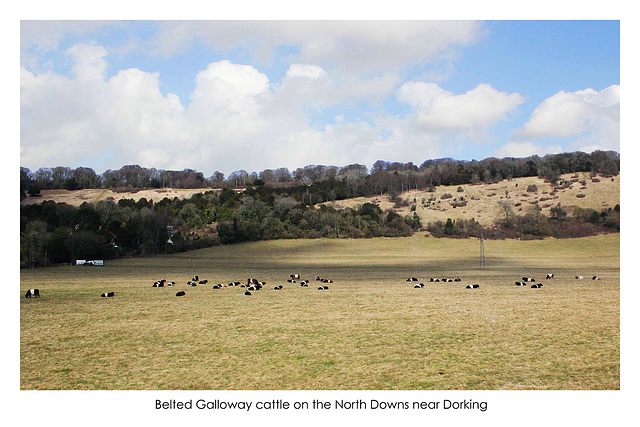 Belted Galloways on the North Downs - 5.3.2015