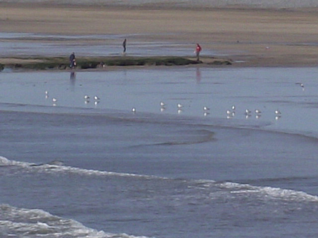 Line of seagulls watching the waves