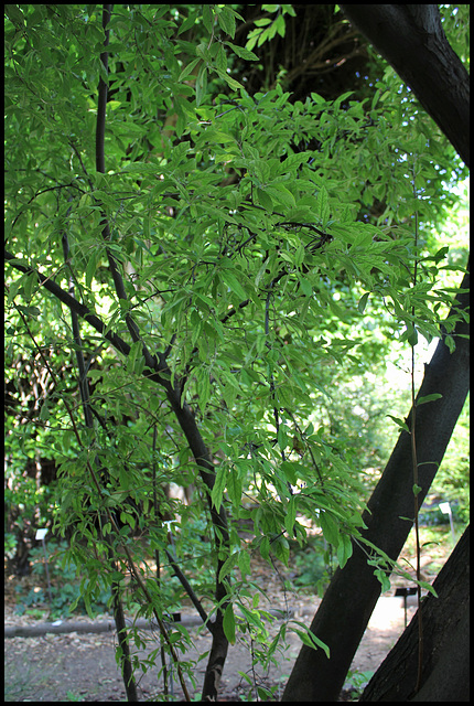 Elaeagnus multiflora (3)