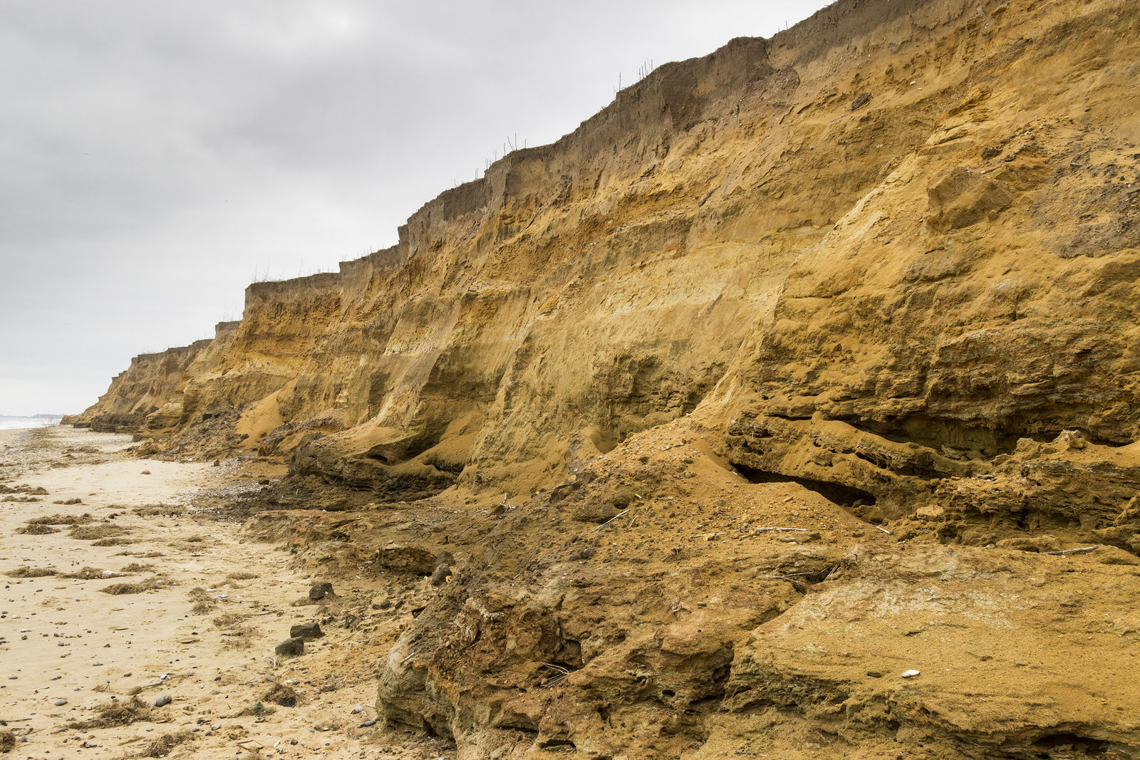 Norwich Crag at Benacre cliffs