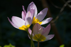 tulipes botaniques