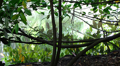 Peering through the trees