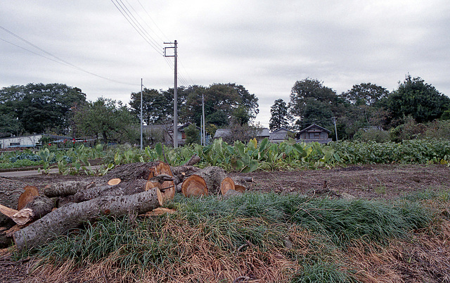 Logs in the field