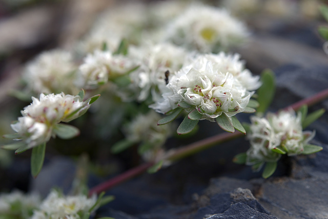 Paronychia argentea