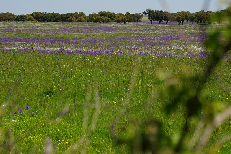 Alentejo - Spring II