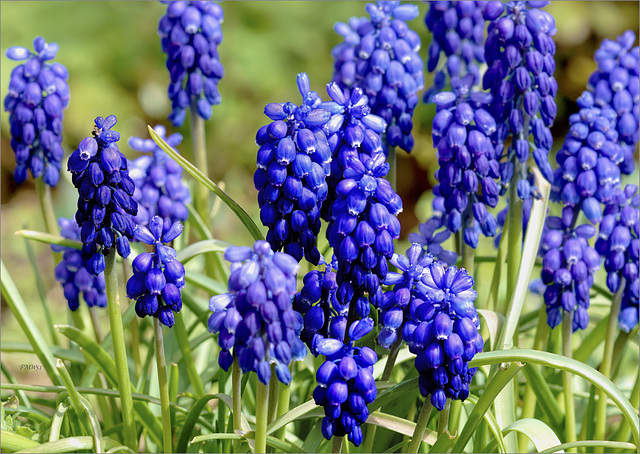 Muscari