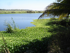 Andador laguna del tule / No-1