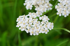 Schafgarbe in Weiß (Achillea millefolium)