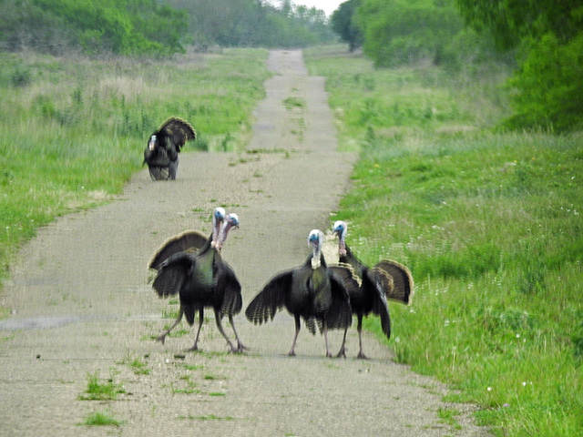 Day 5, Wild Turkey fight, King Ranch, Norias DIvision