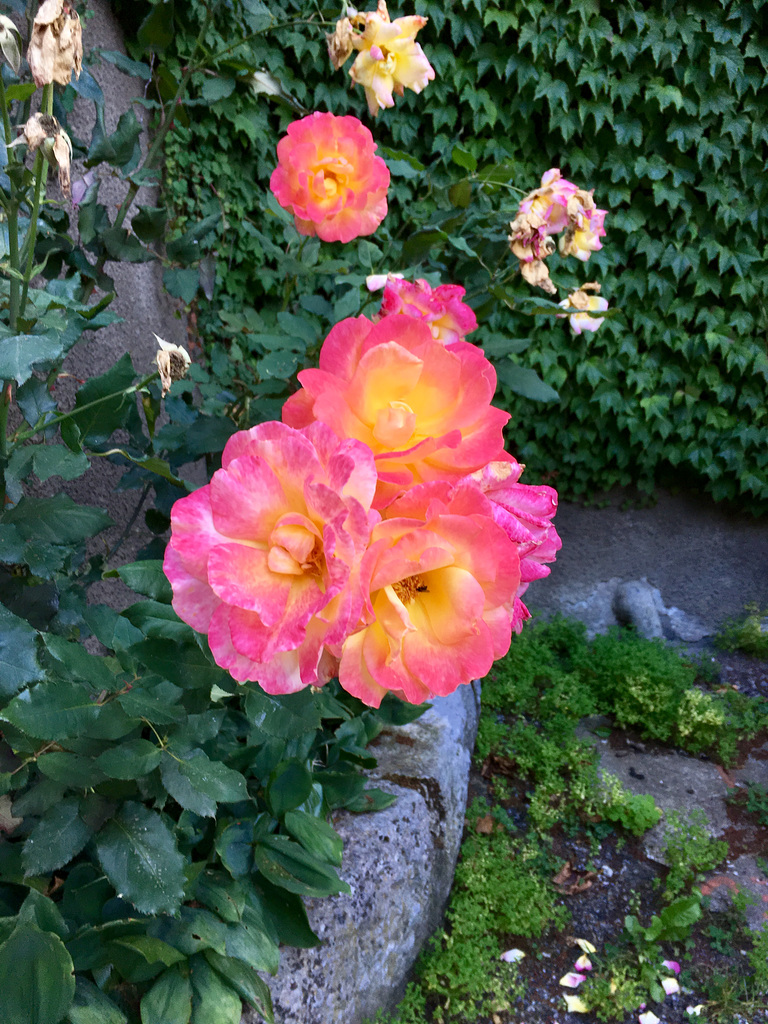 Deuxième floraison