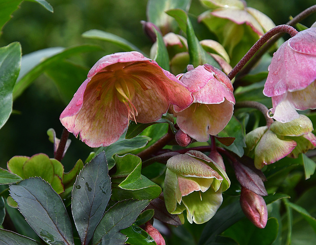 Frühlings-Christrose