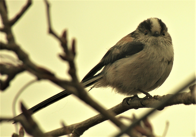 Long Tailed Tit