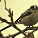 Long Tailed Tit