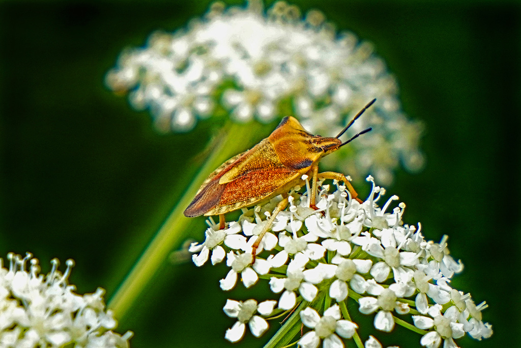 Keine Angst vor Wanzen! Don't be afraid of bugs!