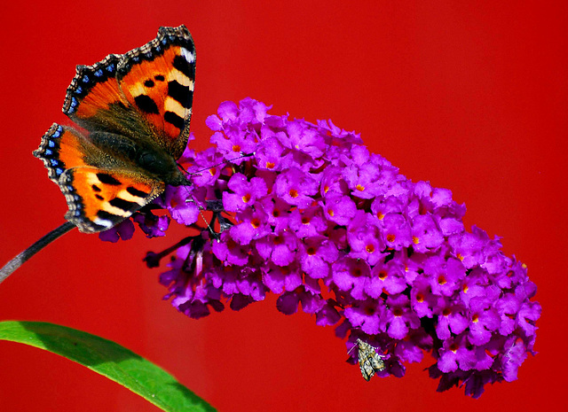 Butterfly on Buddleia