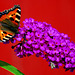 Butterfly on Buddleia