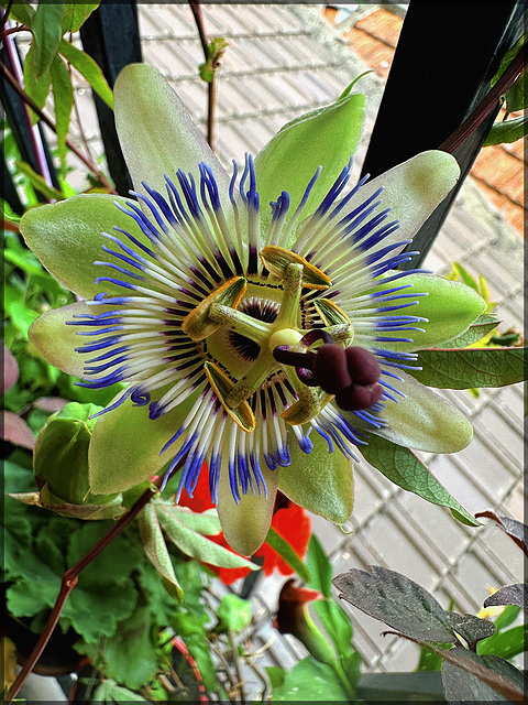 DE MON BALCON MA BELLE PASSIFLORE VOUS SOUHAITE UNE TRES BELLE SOIREE