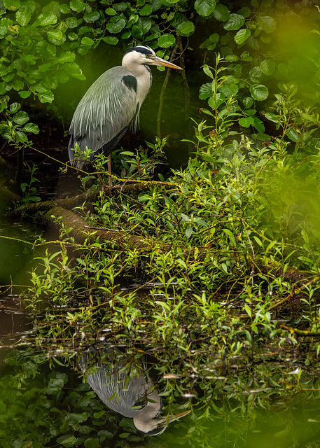 Grey heron