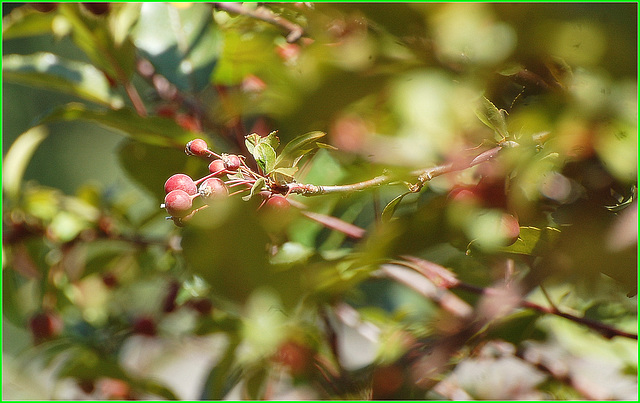 Crab apples