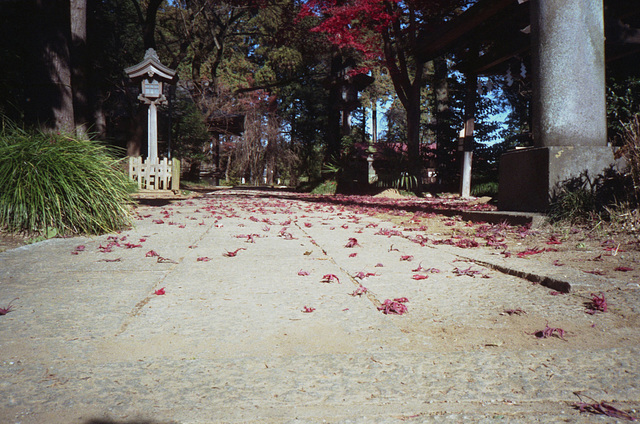 Fallen maple leaves