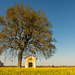 Tree with chapel