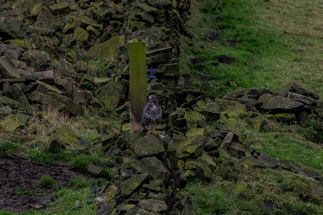 Common Buzzard