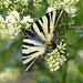 Flambé    (Iphiclides podalirius)