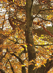 Sunset light blazing through Gosforth Wood