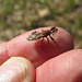 Bug on my hand