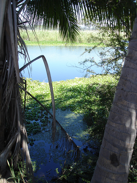 Andador laguna del tule / No-2