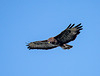 Buzzard