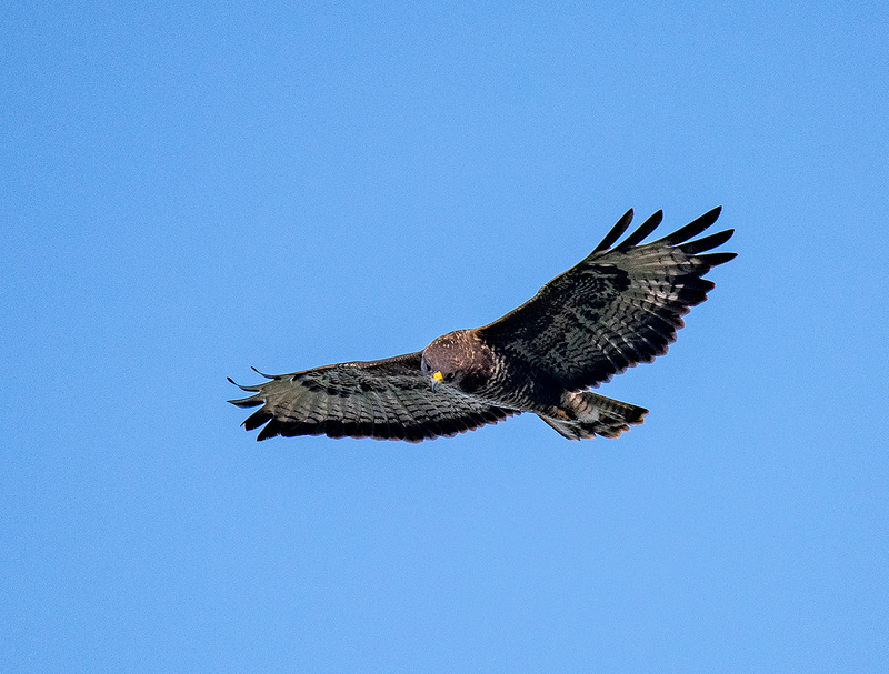 Buzzard