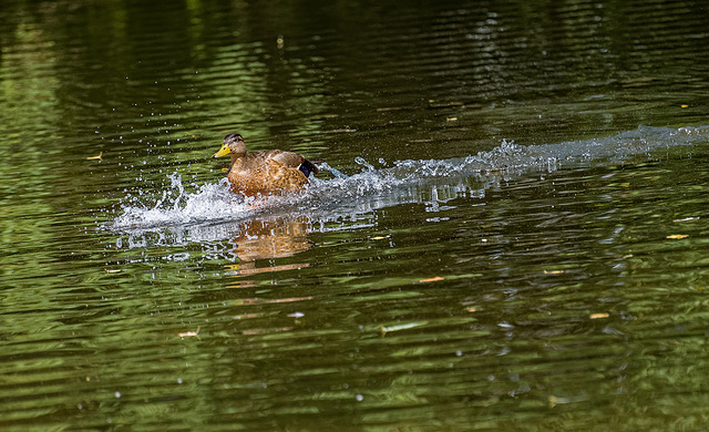Incoming duck