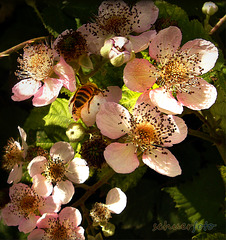 Brombeerblüten