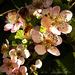 Brombeerblüten