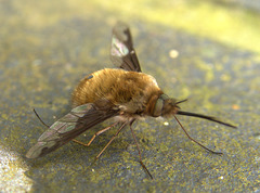 Bee Fly. Bombylius Major