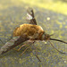 Bee Fly. Bombylius Major