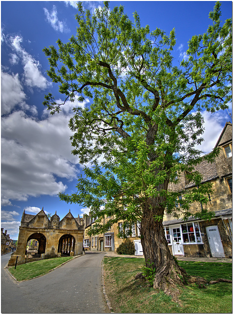 Tree in Chipping Campden