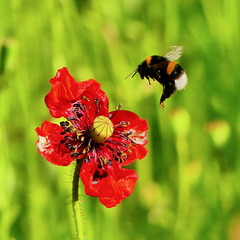 P1300496- Tout chiffonné et bourdon terrestre - Jardin.  28 mai 2020