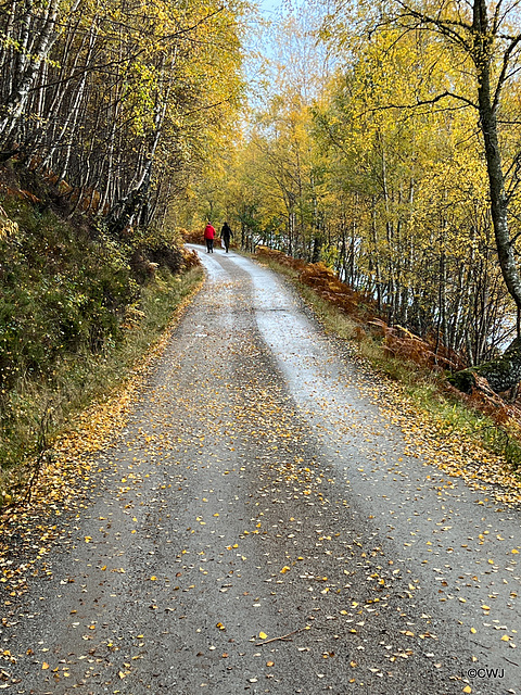 The road through Glen Affric