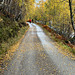 The road through Glen Affric