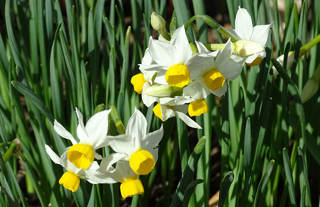 Dwarf Narcissus Dwarf Narcissus