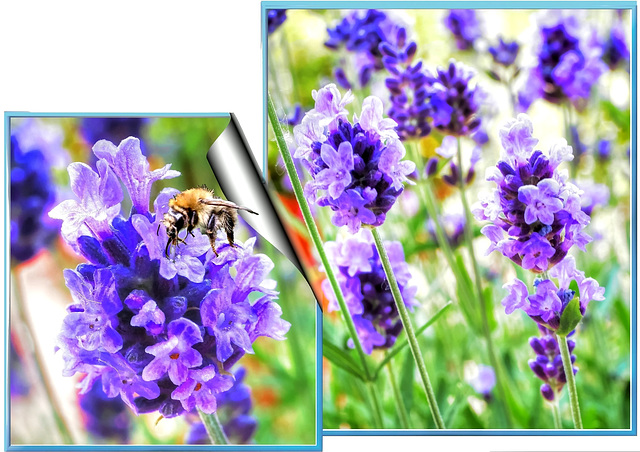 Lavendel mit junger Hummel... ©UdoSm